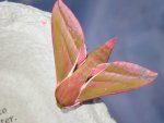 Elephant Hawk-moth 2.jpg