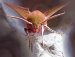 Elephant Hawk Moth.jpg