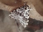 Black Arches - TG5TG520760 - 2056 - 25.jpg