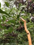ugly stick 3.jpg
