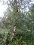 Silver birch 1.JPG