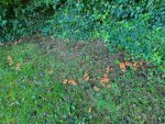20201023_132732.jpg