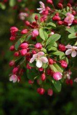 crabapple.jpg