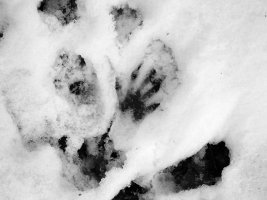 tracks - squirrel 1 - 1920 - 25 - TG551107.jpg
