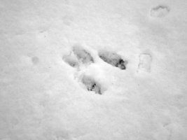tracks - squirrel 2 - 1920 - 25 - TG551093.jpg