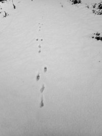 tracks - hare 2 - 1920 - 25 - TG551111.jpg