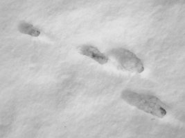 tracks - hare 1 - 1920 - 25 - TG551095.jpg