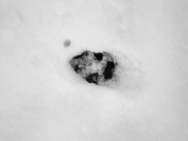 tracks - fox 1 - 1920 - 25 - TG551097.jpg