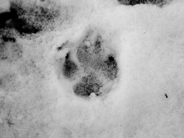 track - dog - 1920 - 20 - TG551117.jpg