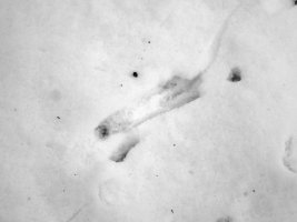 tracks - brown rat - 1920 - 25 - TG551099.jpg