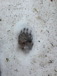 badger print in snow.jpg