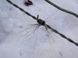 badger hair on fence - 1920 - 25 - TG551102.jpg