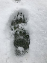 tracks - badger - 1920 - 25 - 2021-01-31 13.35.18.jpg