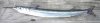 800px-Garfish.jpg