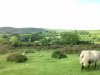 Dartmoor 31.jpg