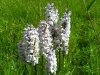 Coomon Spotted Orchids.jpg