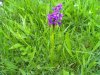 Green-winged Orchid.jpg