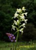 Butterfly Orchid Lo.jpg