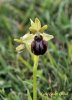 Early Spider Orchid.jpg