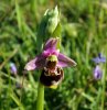 Bee Orchid Lo.jpg