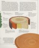 understanding wood p3.jpg