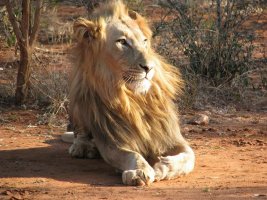 LION.jpg
