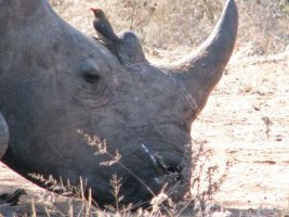 RHINO.jpg
