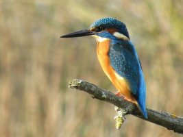 kingfisher.jpg