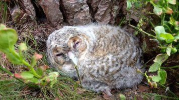 owl.jpg
