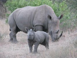 rhino2.jpg