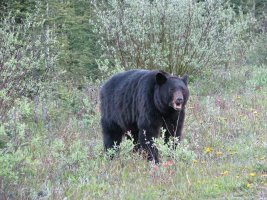 bear.jpg