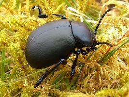 beetle.jpg