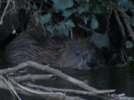 beaver.jpg