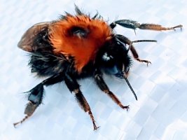bee.jpg