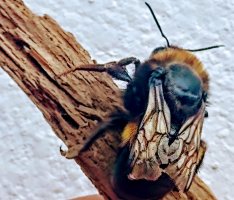 bee2.jpg