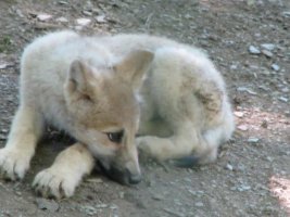 wolf.jpg