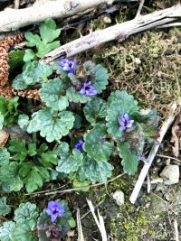 ground ivy.jpg