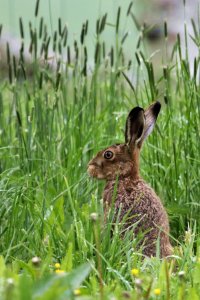 Hare - IMG_0883 - 2048 - 25.jpg