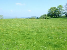 Buttercups and Daisies.jpg