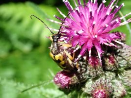 Black-and-Yellow Longhorn.jpg