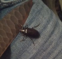 beetle.jpg