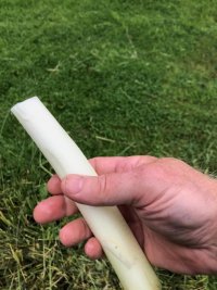 reedmace 3.jpg