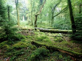 Beddgelert Woodland - TG552114.jpg