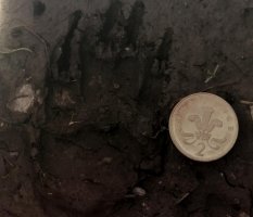 badger track.jpg