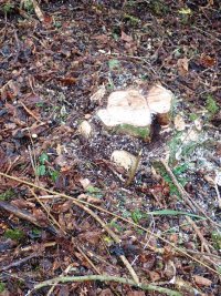 22-02-04-coppiced stool.jpg