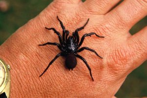 Spider.jpg