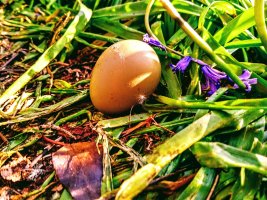 eggc.jpg