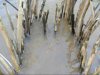 Native-American-fish-trap-Wilderness-Survival.jpg