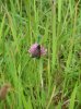 Burnet Cefn Ila.jpg