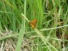 Large Skipper male 3.jpg